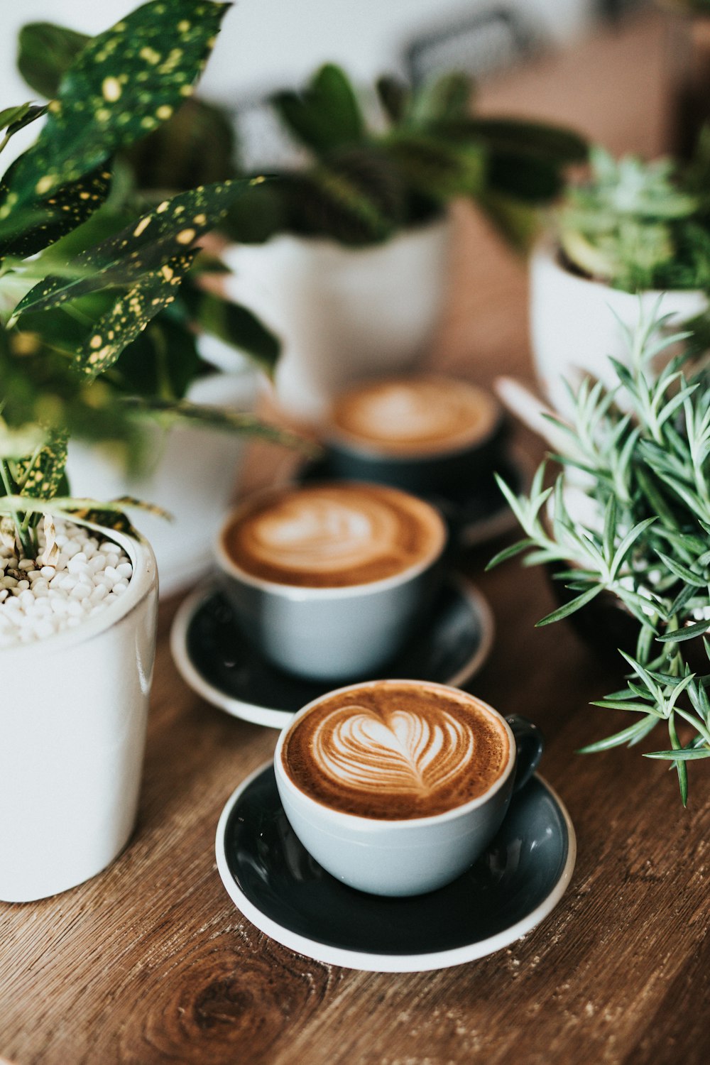 Latte art coffees on a wooden table surrounded by potted plants