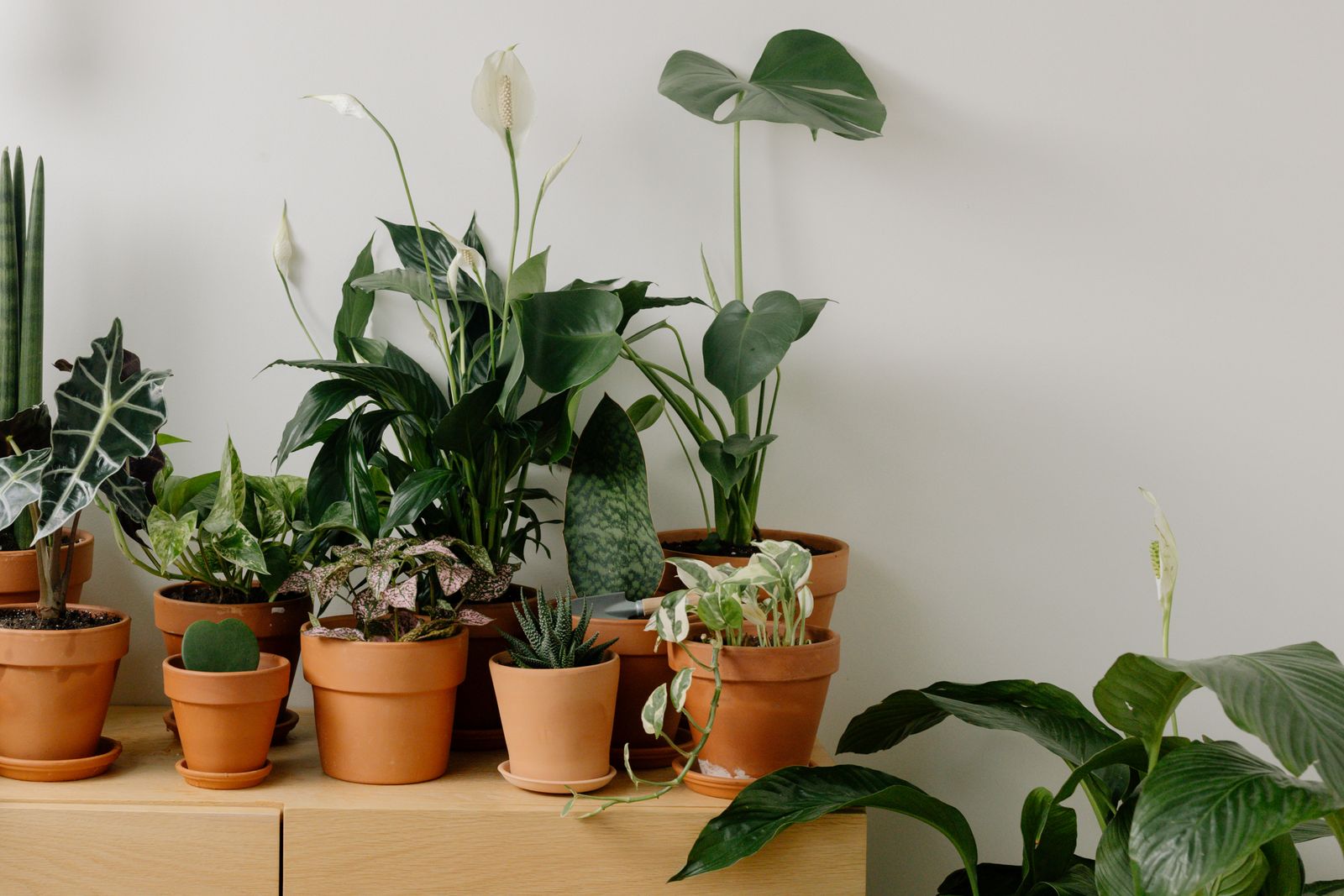A warm-toned table setting with terracotta tones and herbs